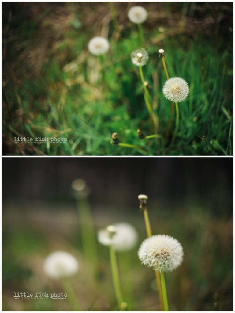 Dandelions and Perspective - Poulsbo lifestyle photographer - Little Fish Photo