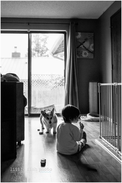 boy eats snack while dog watches - Poulsbo Lifestyle Photography