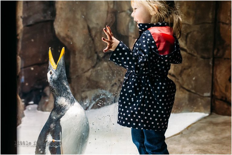 girl and penguin face off at zoo exhibit