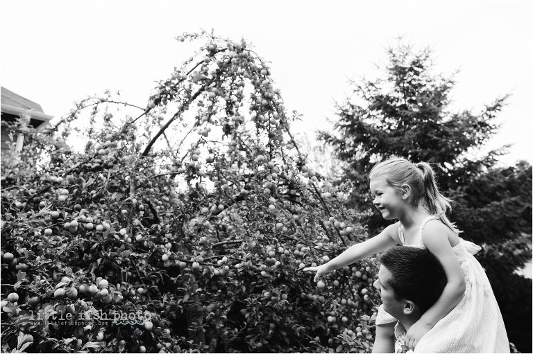 family picking plums - Documentary Family Photography